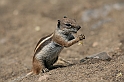 Kanary_2010 097